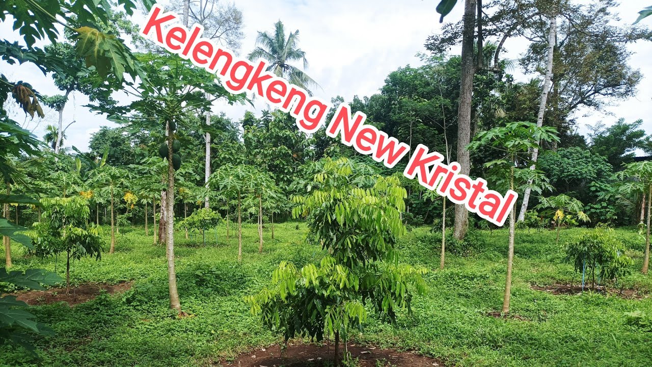 Kebun Kelengkeng New Kristal Umur satu tahun