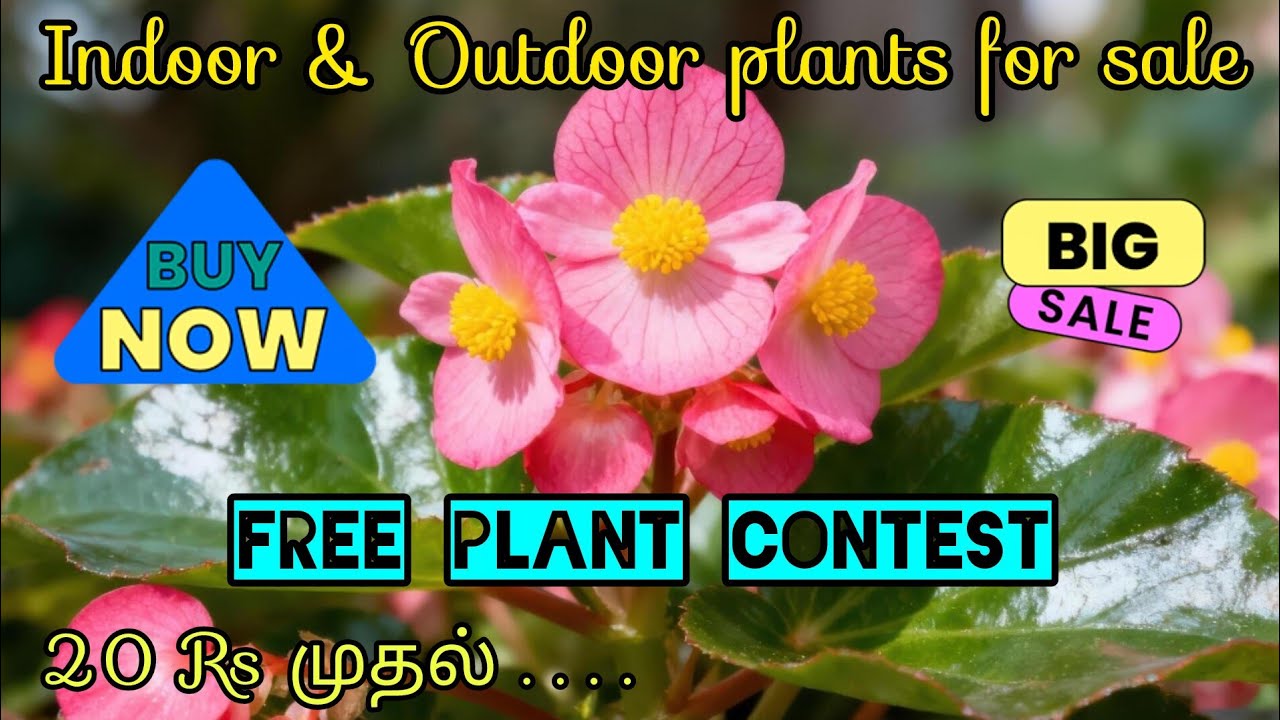 Indoor & Outdoor plants for sale . Free plant contest / Sale by @RVGarden-msv .