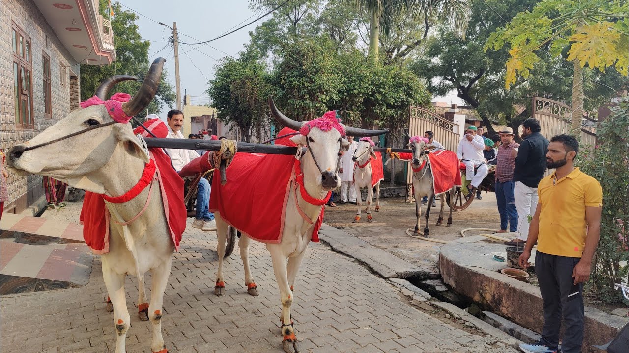 गढ़ गंगा जी का शौकीन गांव फफराना आज चल दी गढ़ गंगा जी के लिए पांच बैलों की जोड़ी तांगे के साथ