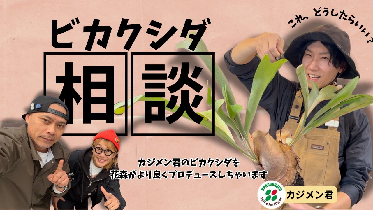 祝・初コラボ！カジメン君のビカクシダを花森がより良くプロデュースしちゃいます！#ビカクシダの育て方