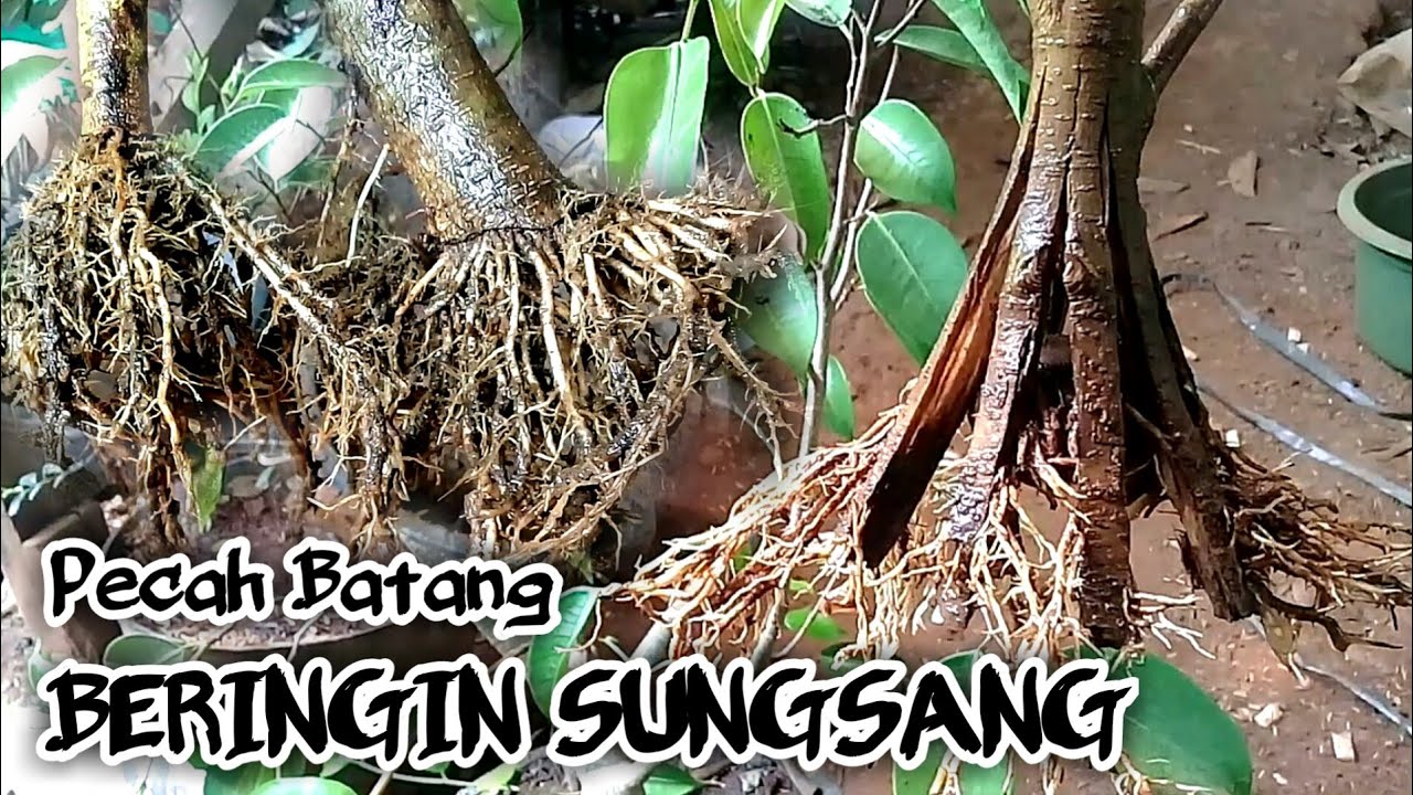Pecah Batang Bonsai Beringin Hasil Stek Batang Beringin Sungsang
