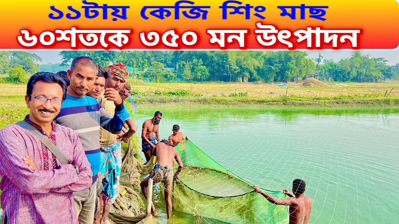 ৬০ শতকে ৩৫০ মন শিং মাছ উৎপাদন, এভারেজ ১১টায় কেজি..|| catfish bd 