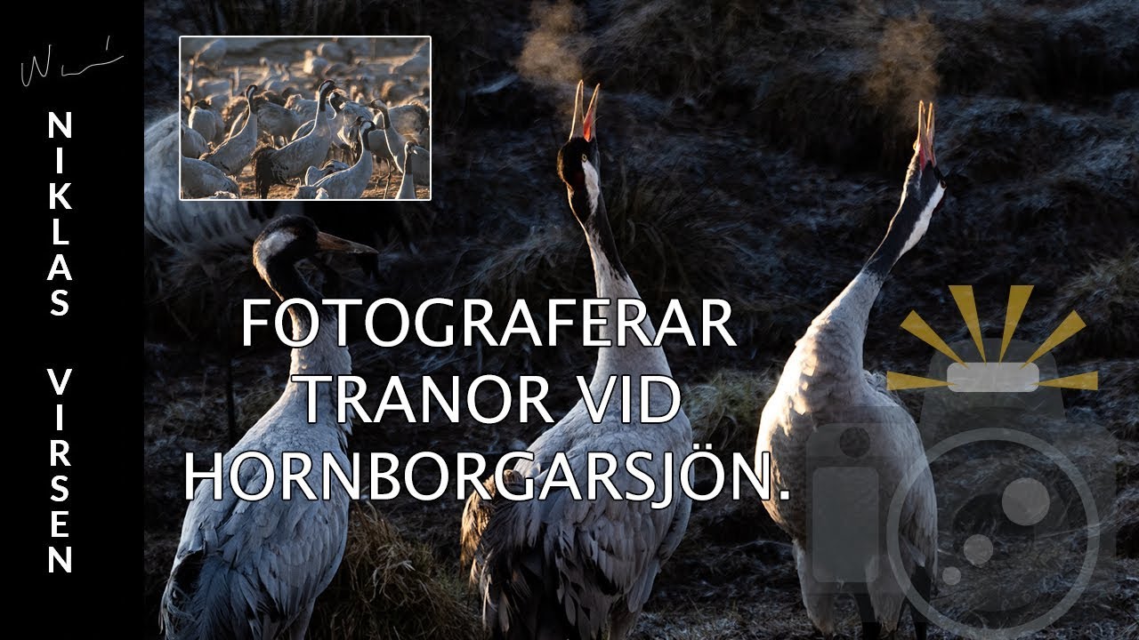 Fotograferar tranor vid Hornborgarsjön.