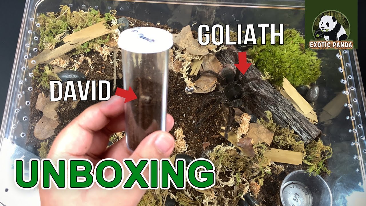 UNBOXING | Aphonopelma Mooreae & Theraphosa Stirmi