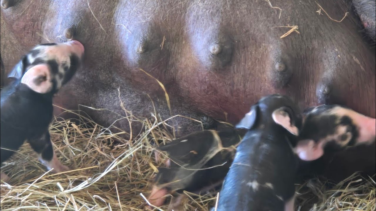 Surprise winter storm in March brings sudden severe temps which means extra chores.... plus piggies!