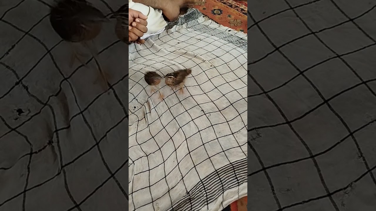 بودننه جنگی در شهر ایران