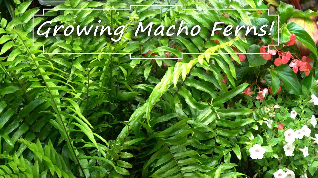Macho Fern Care: #FernFriday