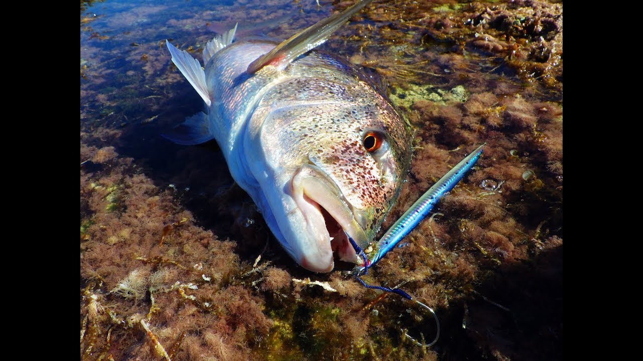 Shore Jigging: Συναγρίδες στο τελευταίο μέτρο! Snappers on the last meter! Feat ZENAQ ACCURA 100H