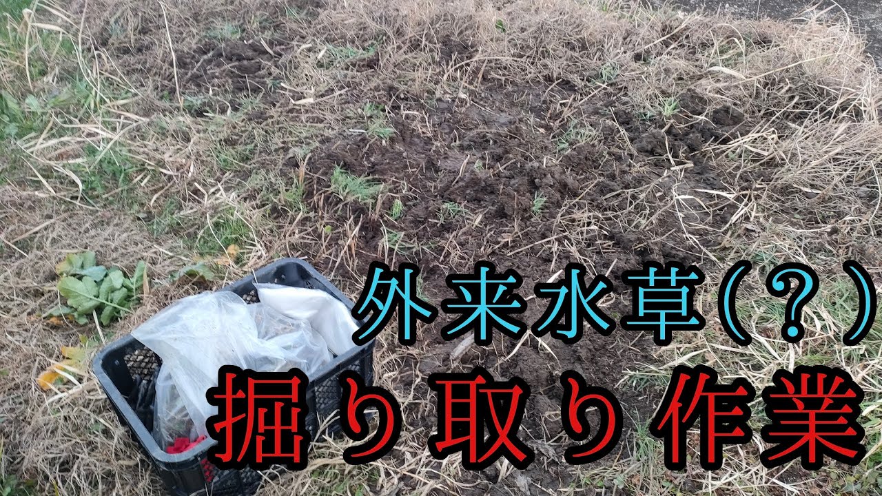 上流側の外来水草大群落、除去開始【都市河川を再生する➃】
