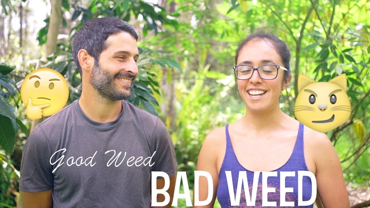 7 Common Weeds and How We Use Them