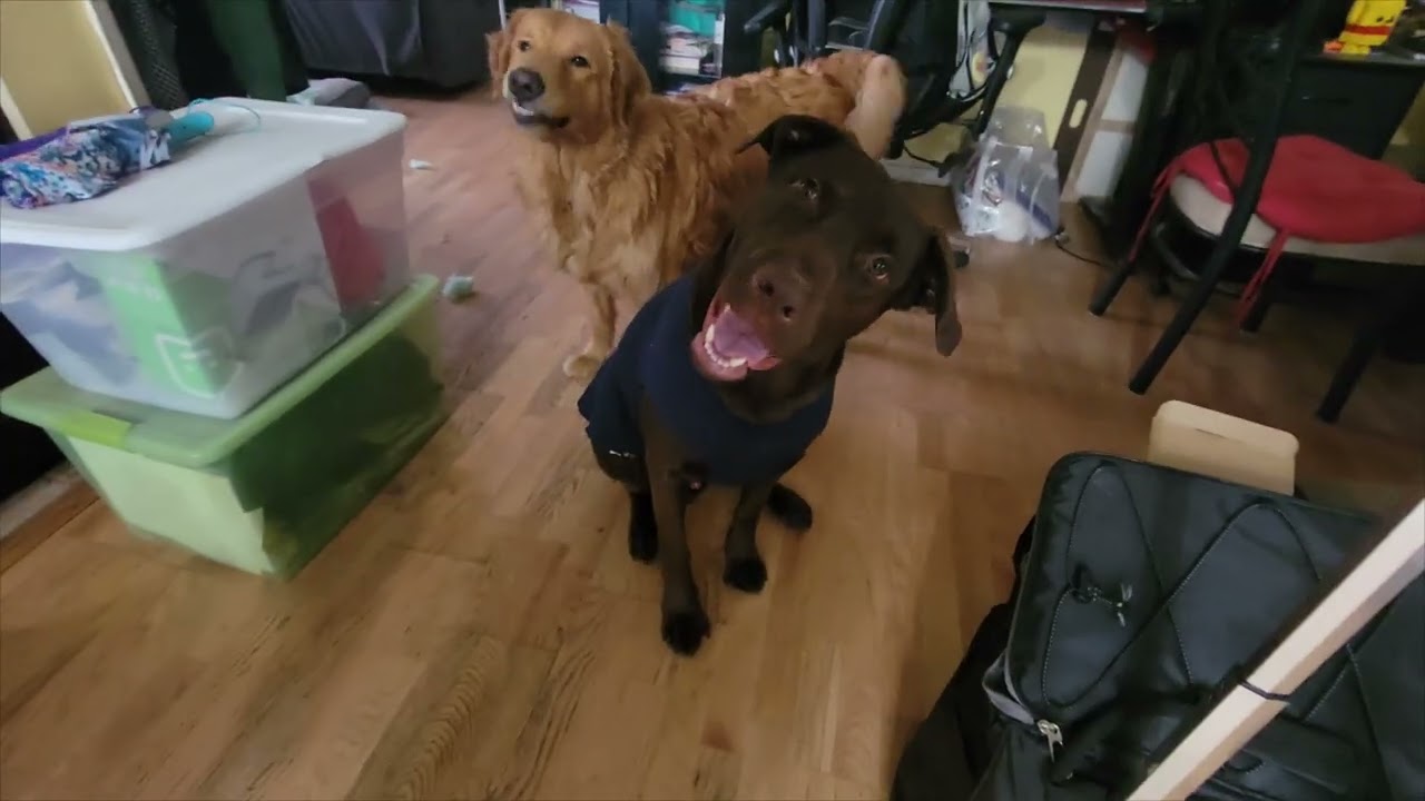 Gold Paw Stretch Fleece Dog Coat