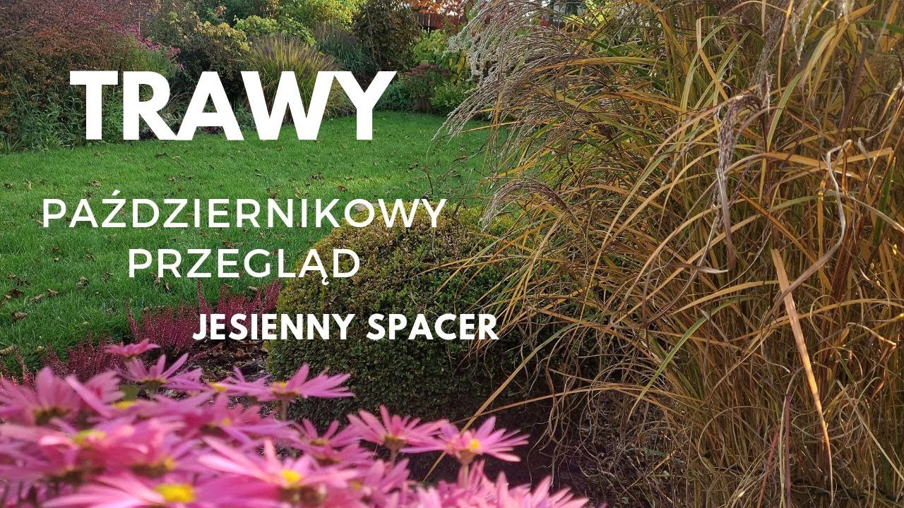 Przegląd TRAW ozdobnych które POLECAM a które NIE.Jesienny spacer po ogrodzie.MISKANTrozplenicaSTIPA