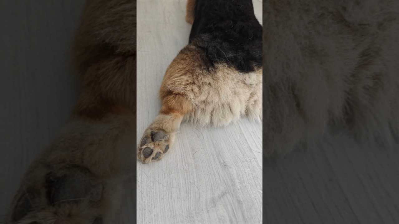 Łapki i włochaty zadek #pies #corgi #zwierzaki #szort #cute #welshcorgi #pies #Shorts #psiaki