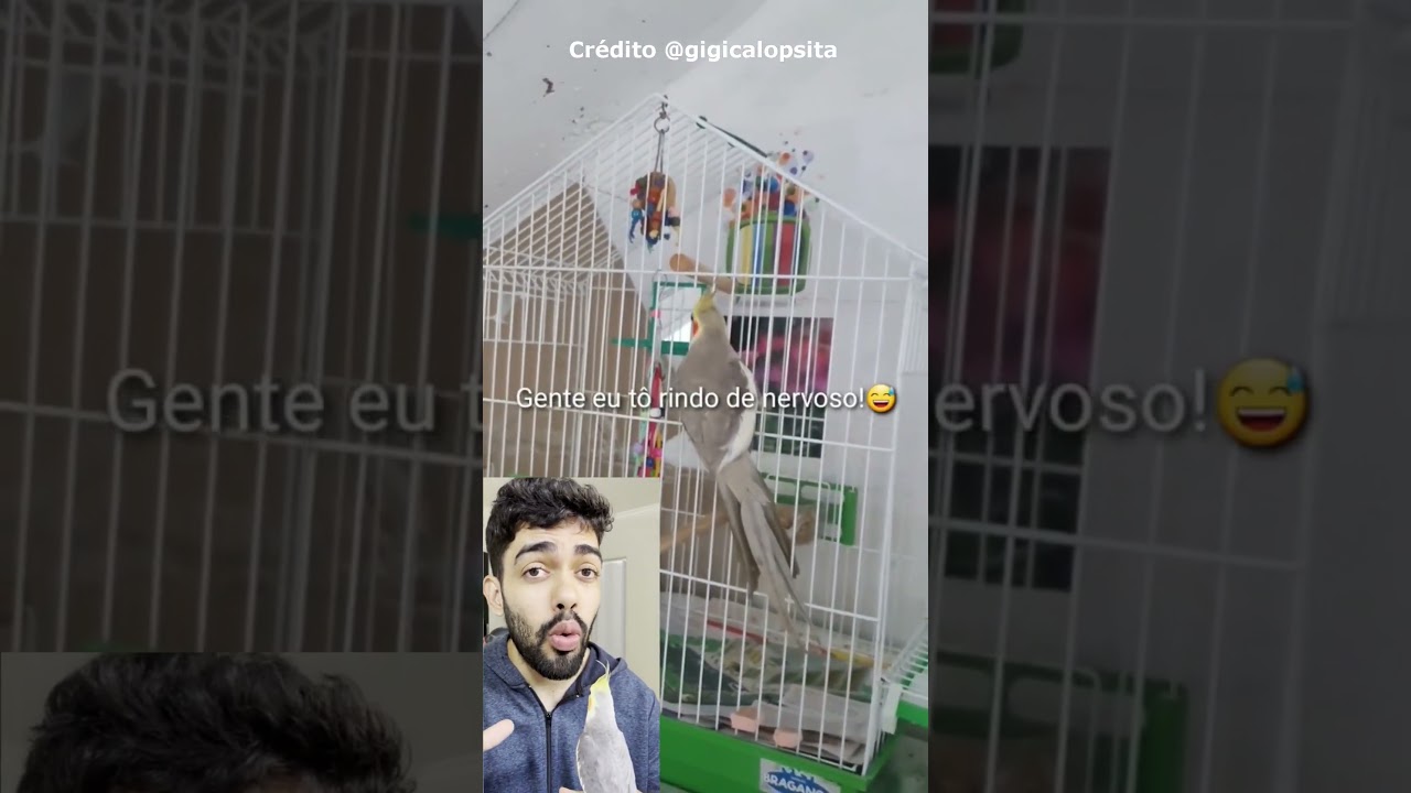 Nunca fa&ccedil;a isso quando comprar uma calopsita