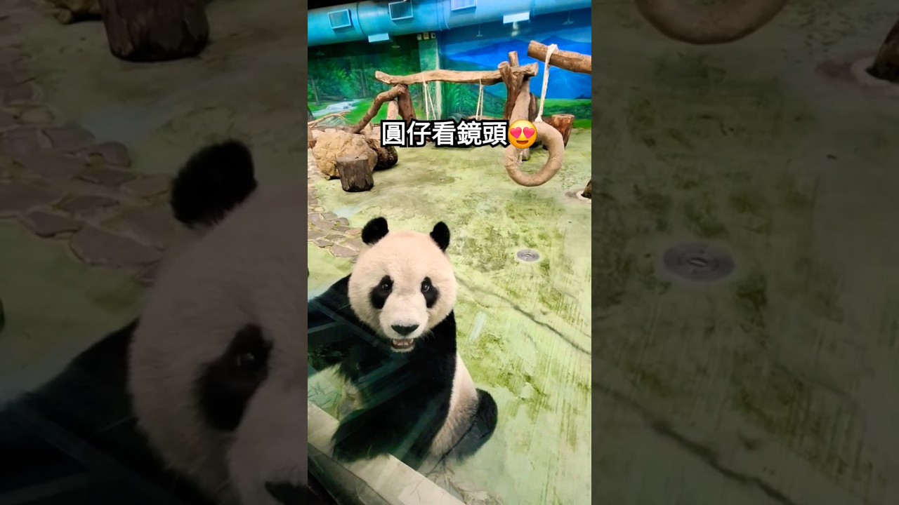 圓仔看鏡頭啦 #panda #yuanzai #熊貓 #貓熊 #可愛い #療癒 #動物
