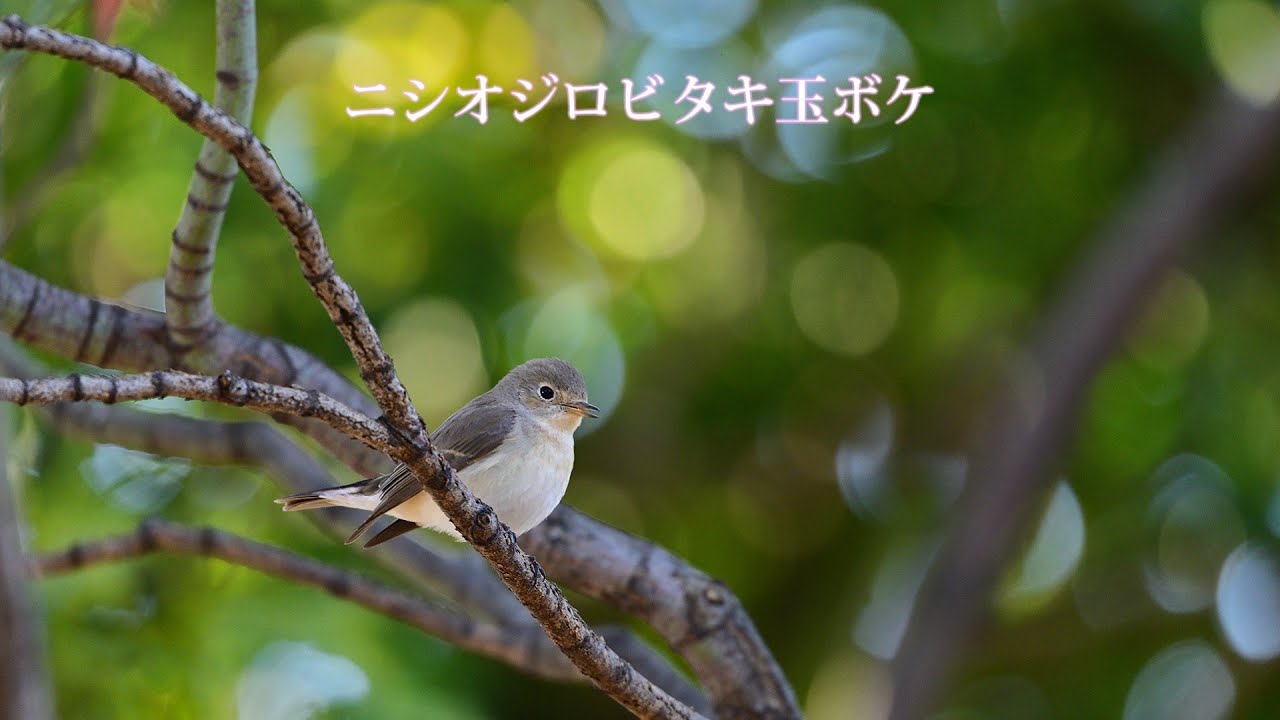 ニシオジロビタキ玉ボケ