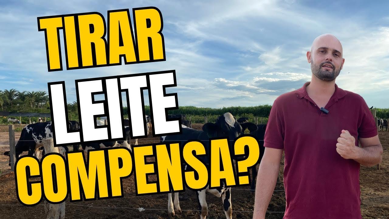 Tirar LEITE compensa?