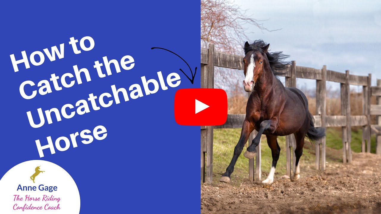 Horse Training: Catching the Horse that Can't Be Caught