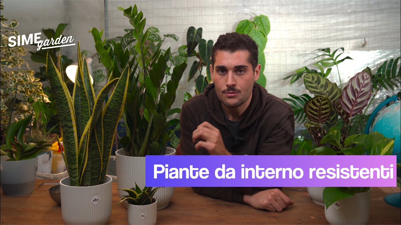 Piante da interno resistenti, piante facili da curare