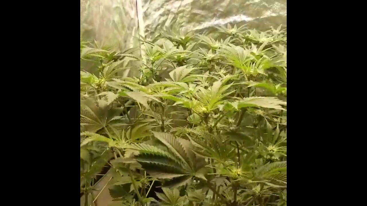 Canna girls haitstyle
