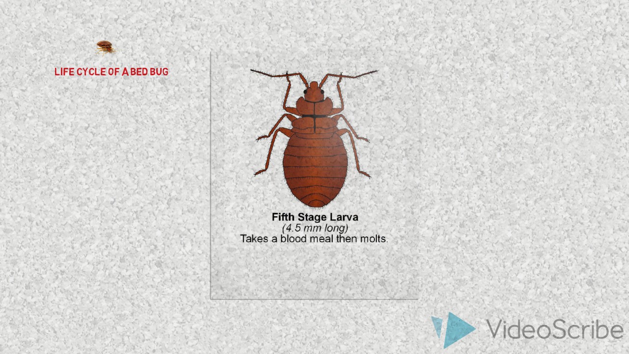 Life cycle of a bed bug pictures