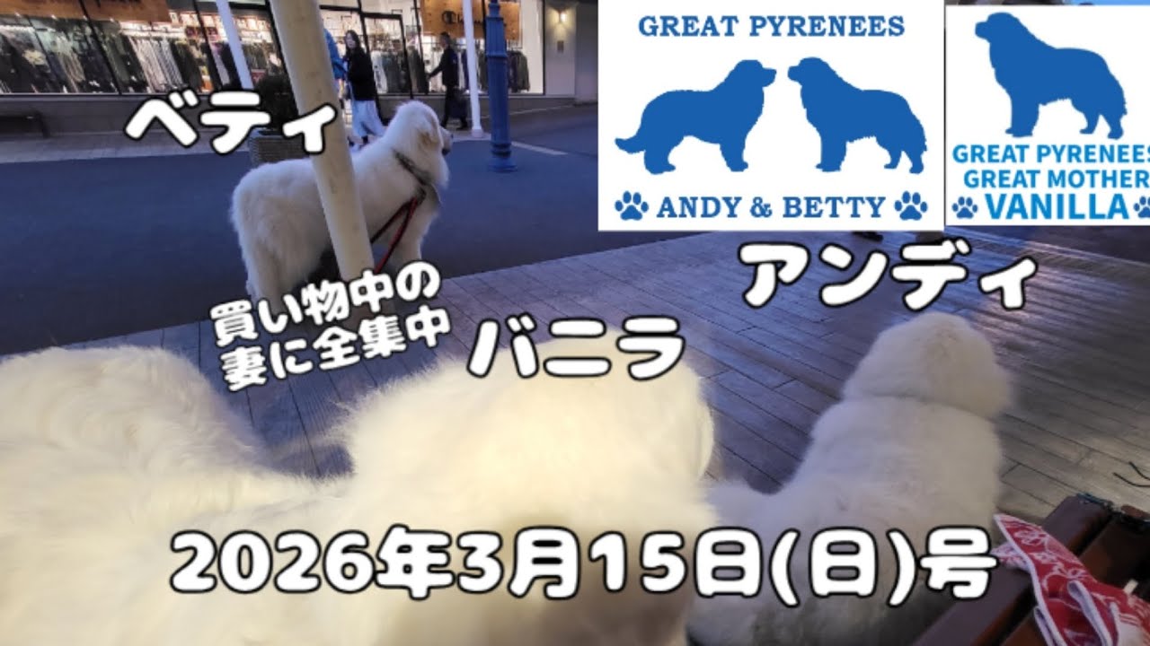 2026年3月15日(日)号　私を背にして買い物中の妻に全集中のみんなです　#超大型犬 #dog #greatpyrenees  #いぬ #犬 グレートピレニーズ