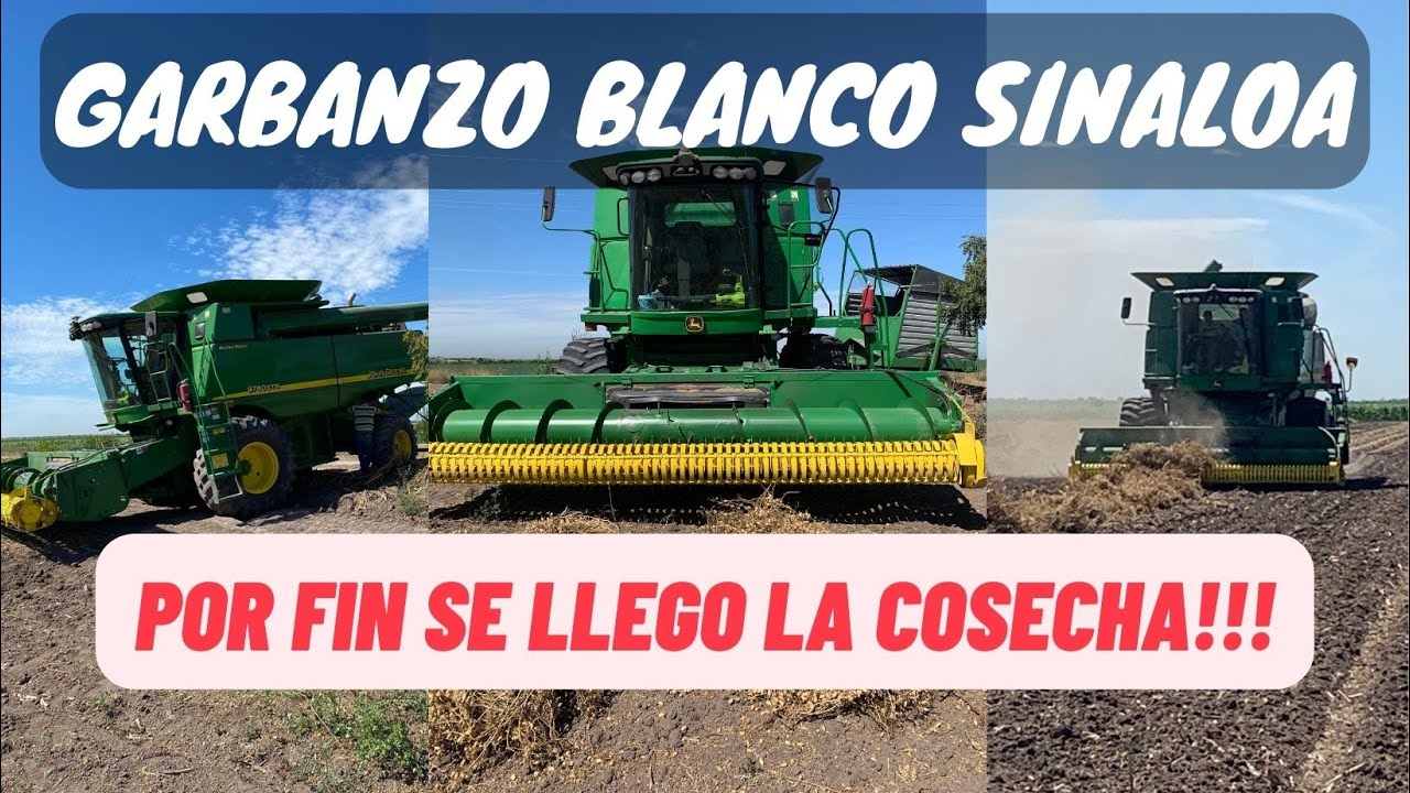 POR FIN LA COSECHA!!! | SE LLEGO LA HORA DE COSECHAR EL GARBANZO BLANCO SINALOA