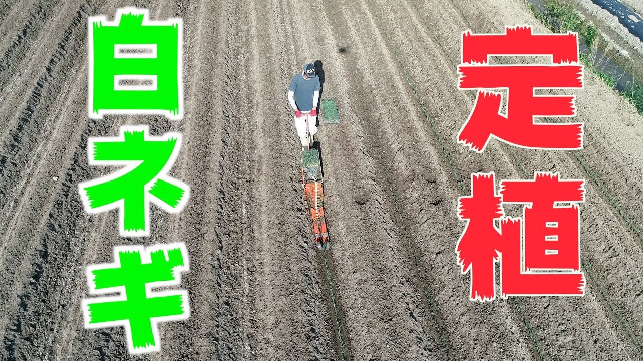 5/12  白ネギ定植溝上げとひっぱりくんで定植#371