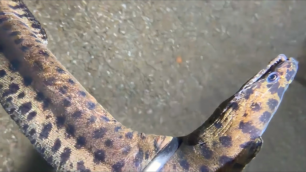 Live 🟢 –Hidden Sea Monsters - Dare to Watch！🦀🌊#diving  #fishing #hunting #shorts