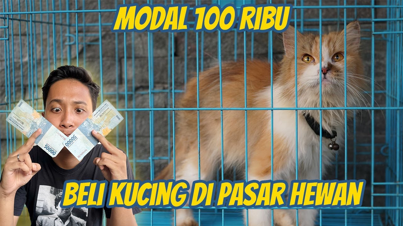 MODAL 100 RIBU !! NEKAD ADOPSI KUCING DARI PASAR HEWAN