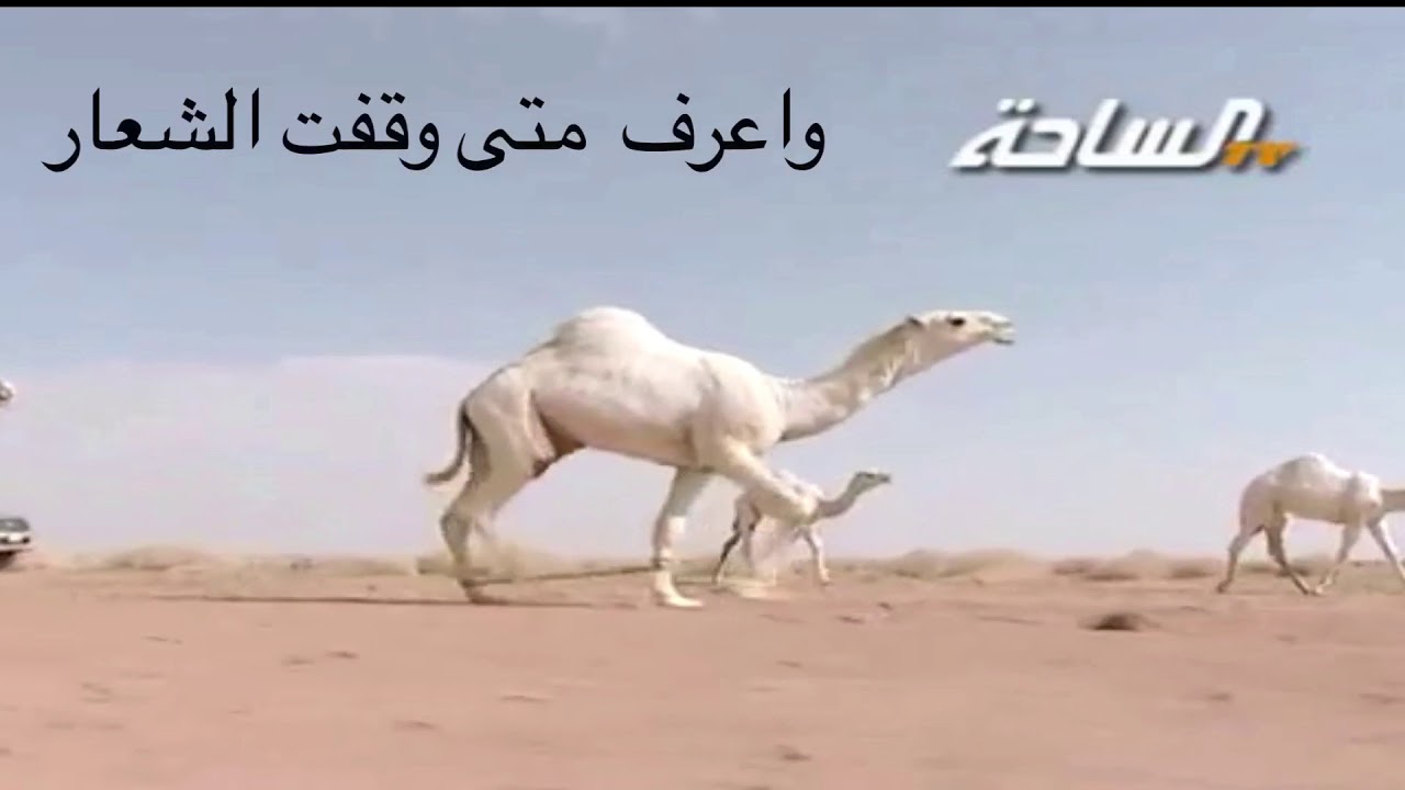 نفسي هواجيسه || كلمات احمد سلمان الدخيل || اداء حمد الطويل