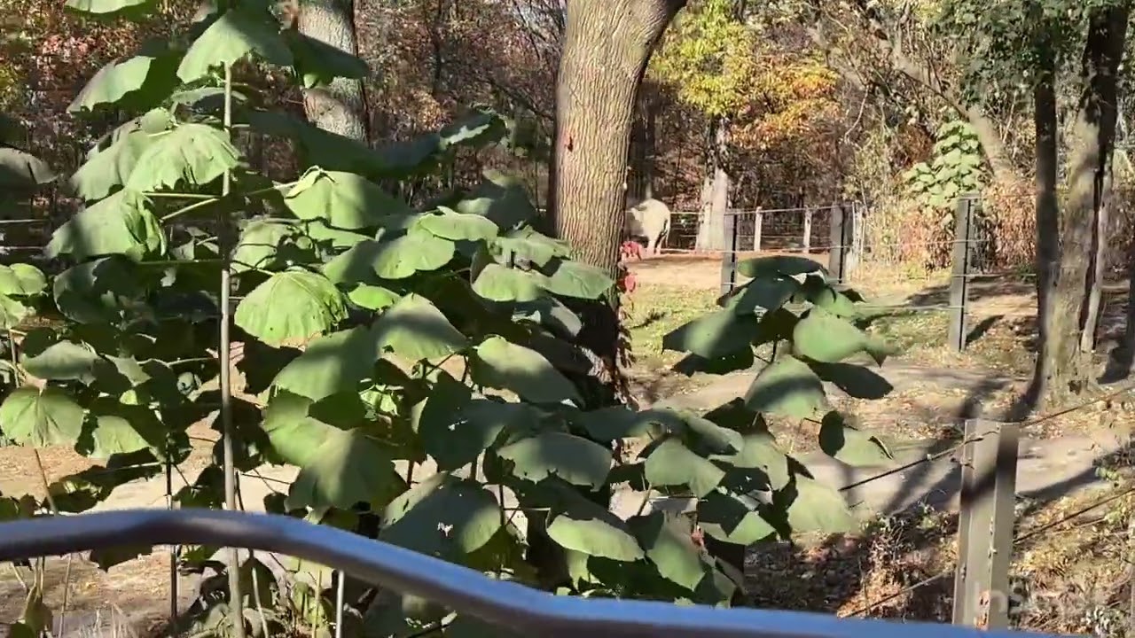 Bronx Zoo Bengali monorail #vlog