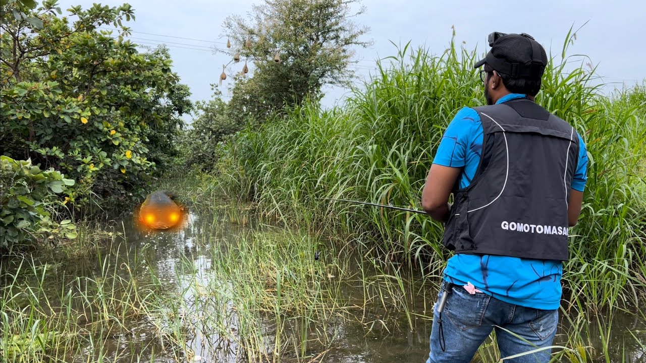 Amazing Snakehead Fishing Sport But Very Dangerous aria🫣Best frog lure