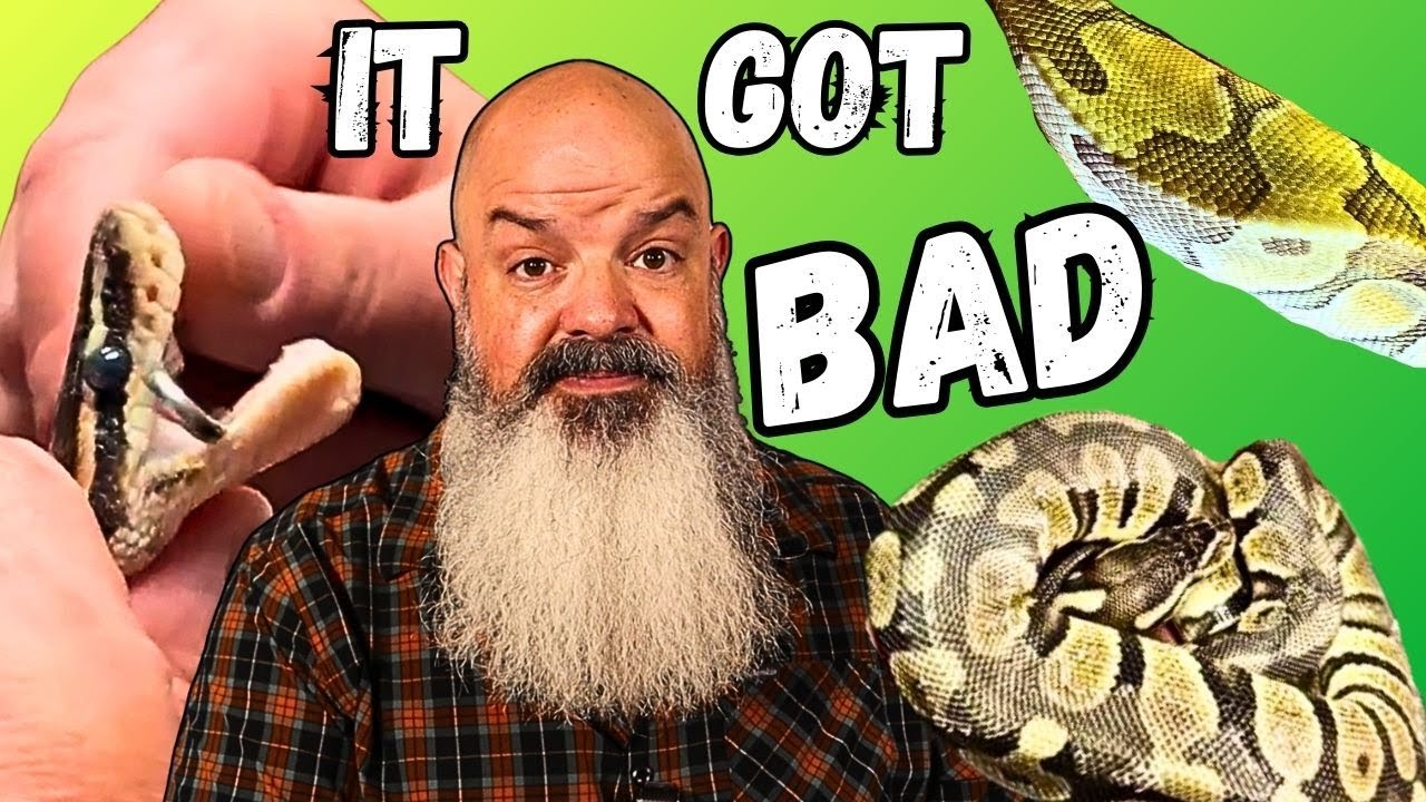 Hoarding Snakes: Rescued, But Will They Survive?