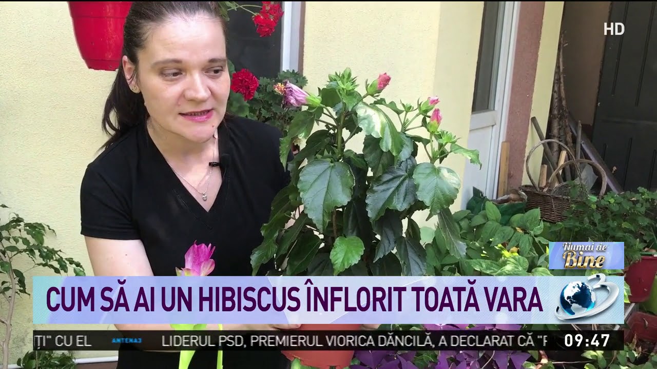 Cum se îngrijește trandafirul japonez