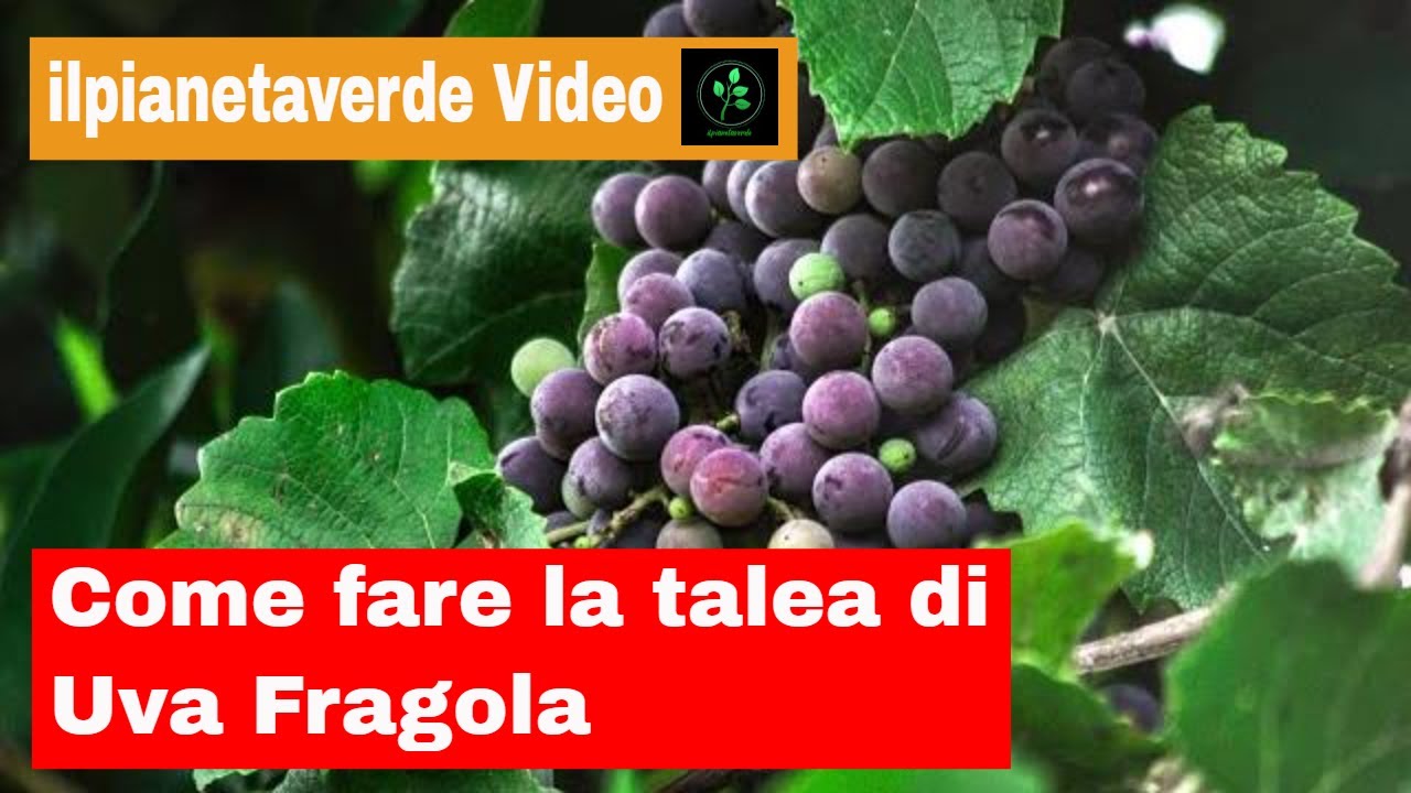 Come fare la talea di uva fragola