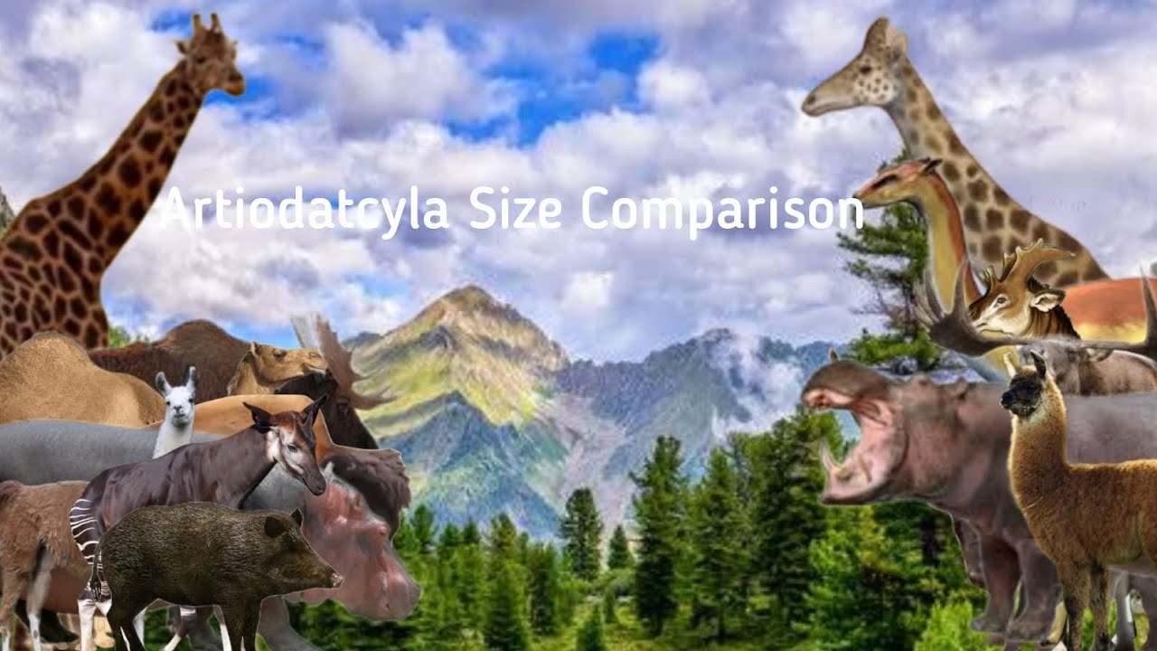 Artiodatcyla Size Comparison(Camelids,Giraffidae,Cervidae,Suidae,Bovidae,Hippopotamidae)