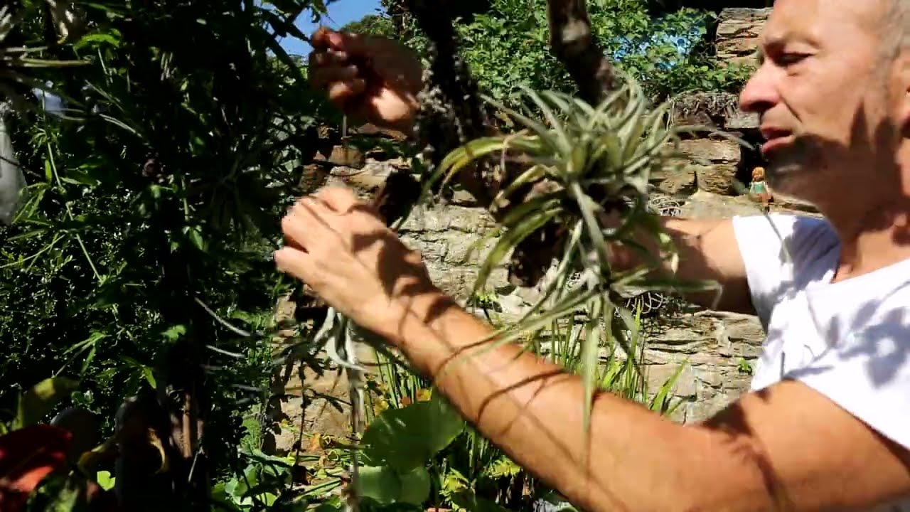 Video 156 - Tillandsie, pensando all'Autunno