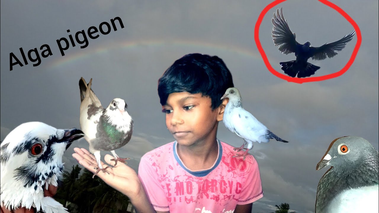  Amader alga pigeon Dhora video 