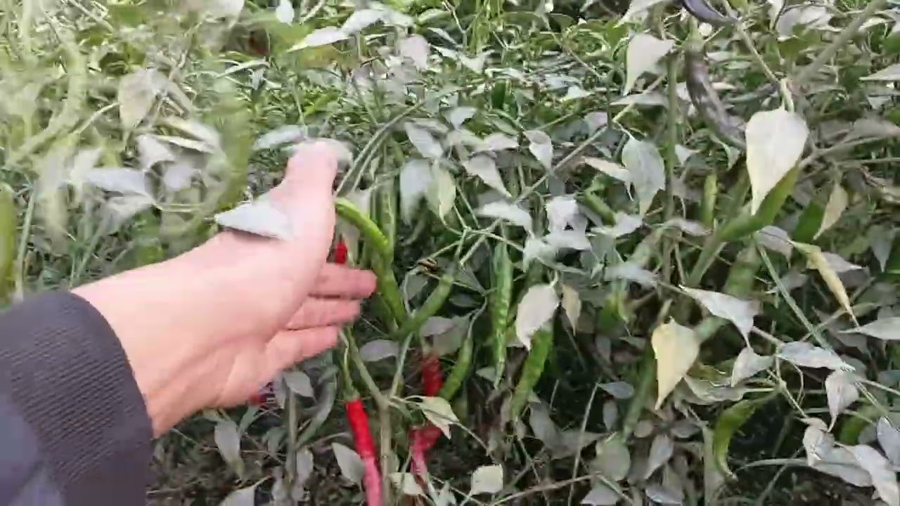 চর বেলগাছা | গুঠাইল, ইসলামপুর, জামালপুর| 