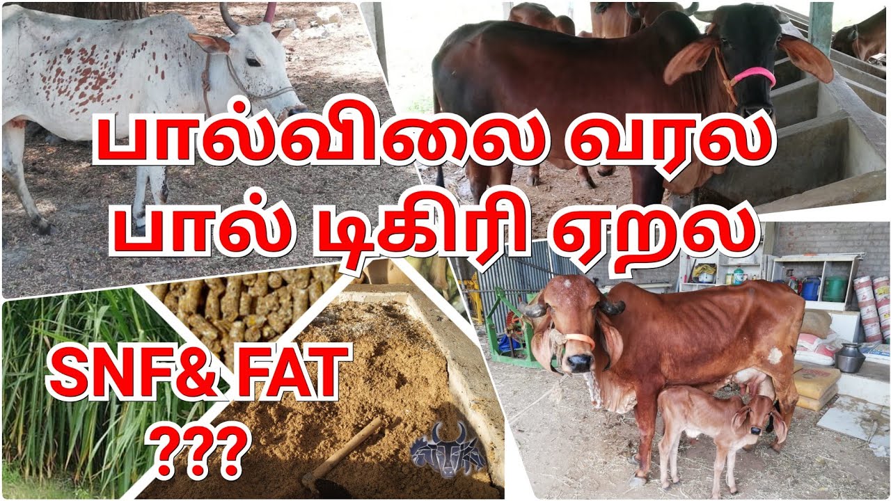 பால் விலை வரல SNF & FAT ஏறல ???? காரணம் என்ன