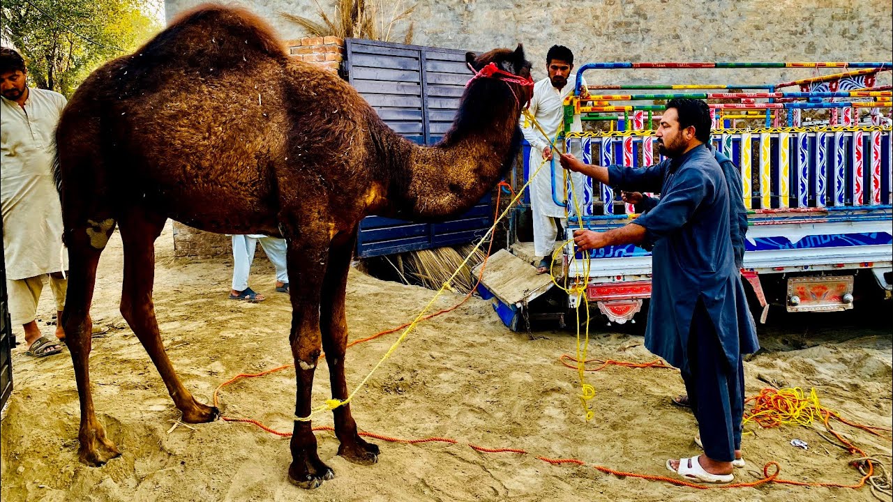 Badshah or malang ko Mela main lay Gay ♥️ Apna campe lga lia 🤩