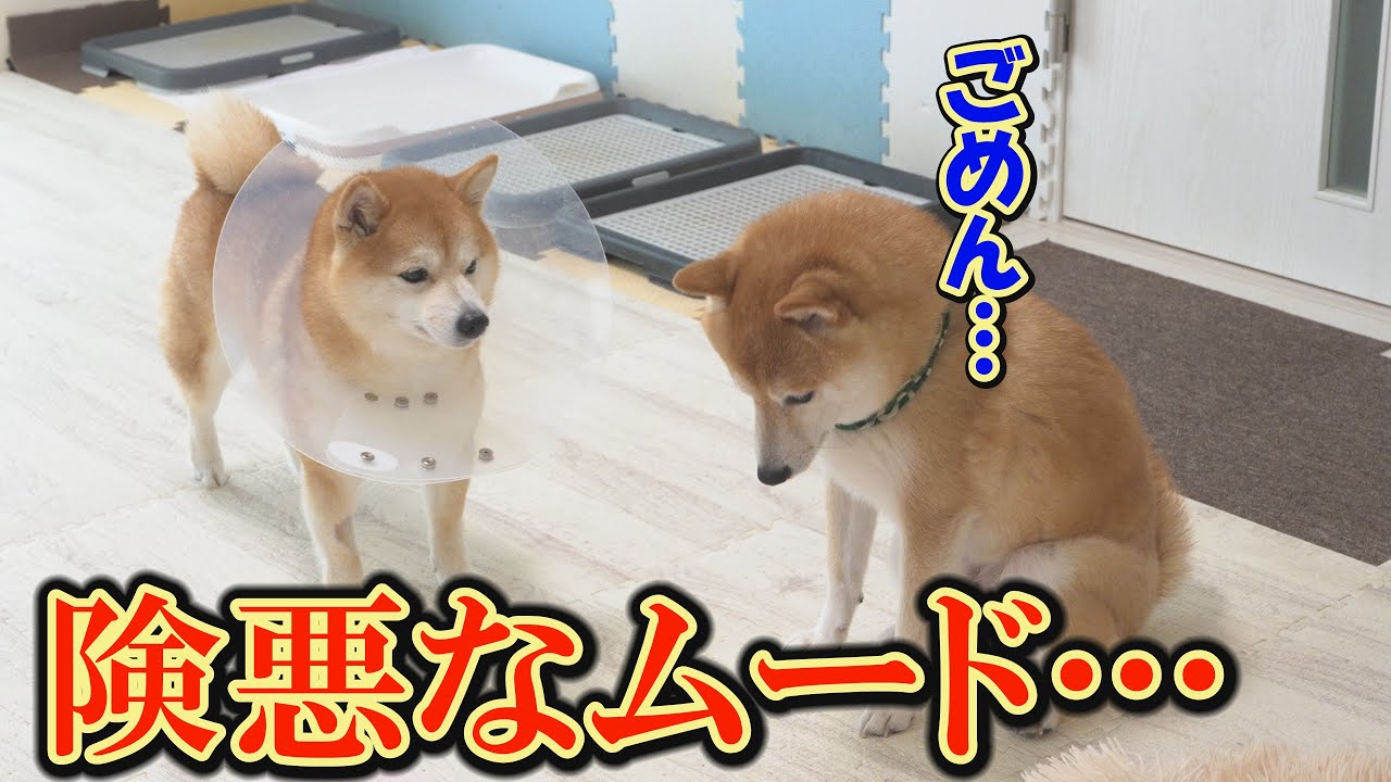 朝から手術後の柴犬が激怒・・・最悪な空気を救ってくれた兄柴犬の行動に感動しました。