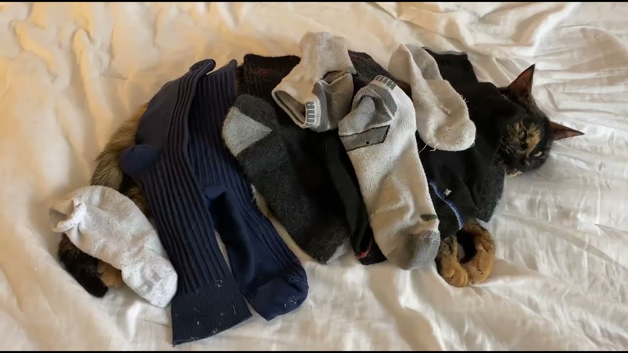 Libby In Her Element | Funny Cat with Socks I CatManJohn