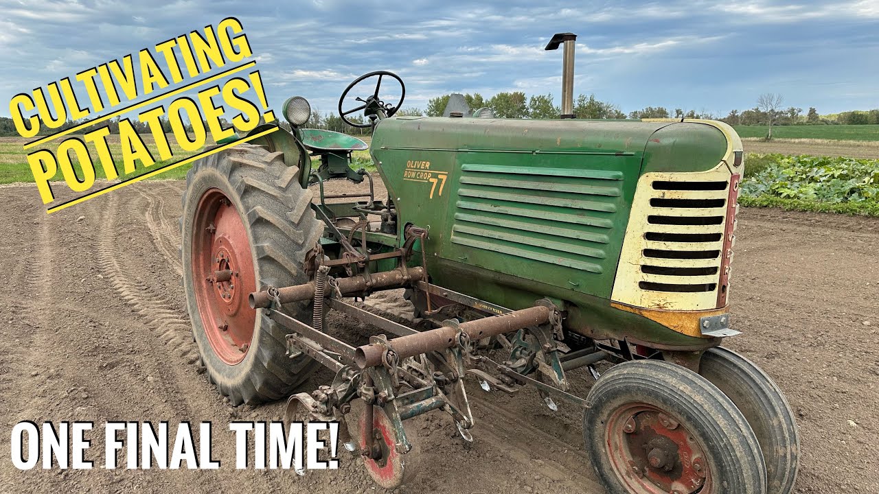 Let's Cultivate My Potatoes One More Time! Oliver 77 With Mounted QD Cultivators!
