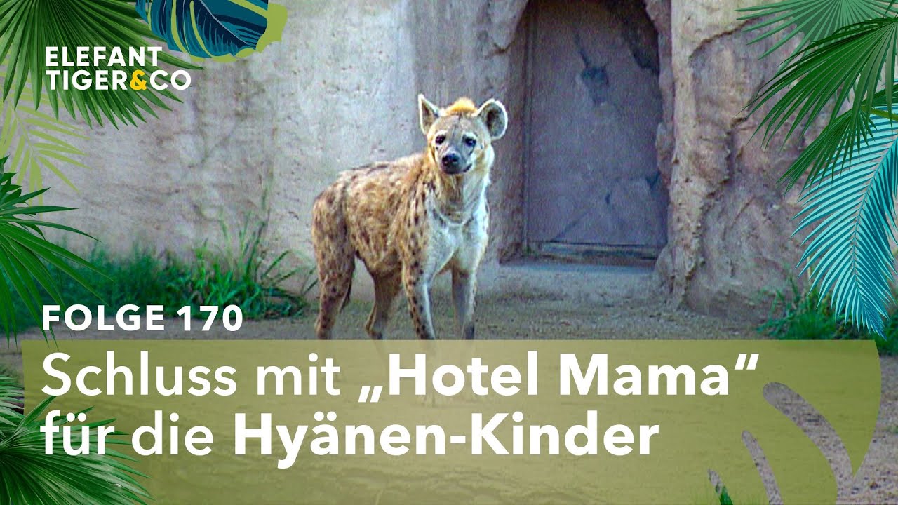 Schwerer Zoff bei den Leipziger Hyänen (Folge 170) | Elefant, Tiger & Co. | MDR