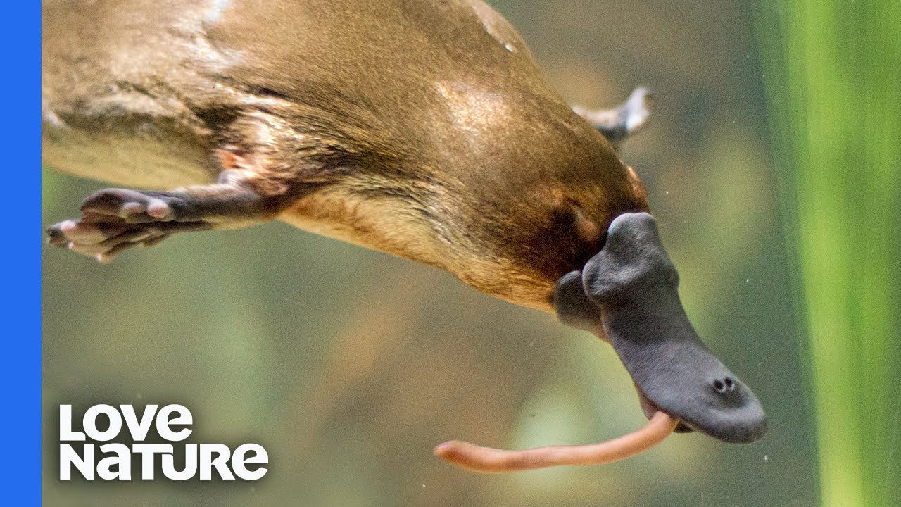 Platypus vs. Platypus | Battle for Dominance