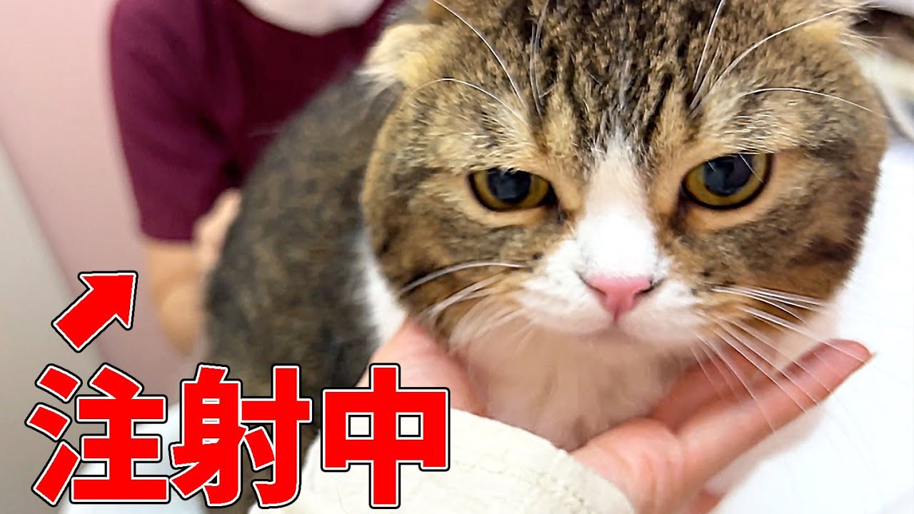 病院で大嫌いな注射を打たれた猫はこうなります…