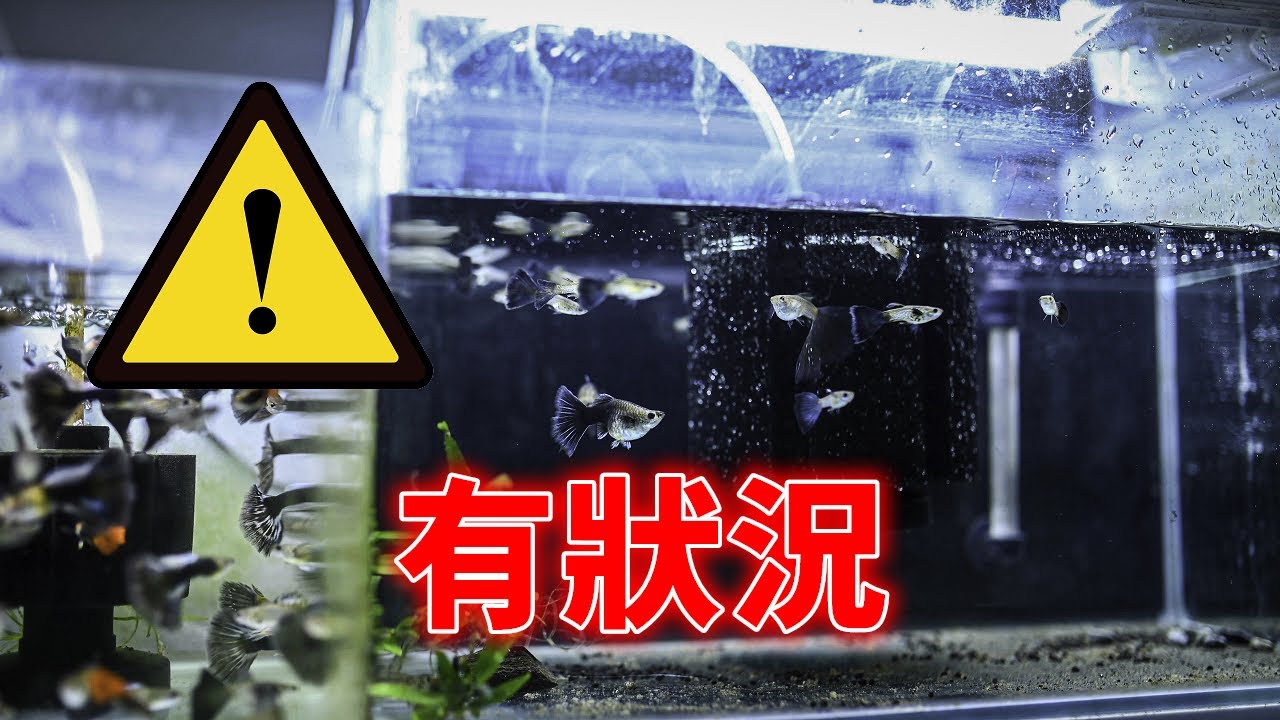 為什麼又突然死魚?🤦‍♂️把壞東西移走換成無腦水妖精💪