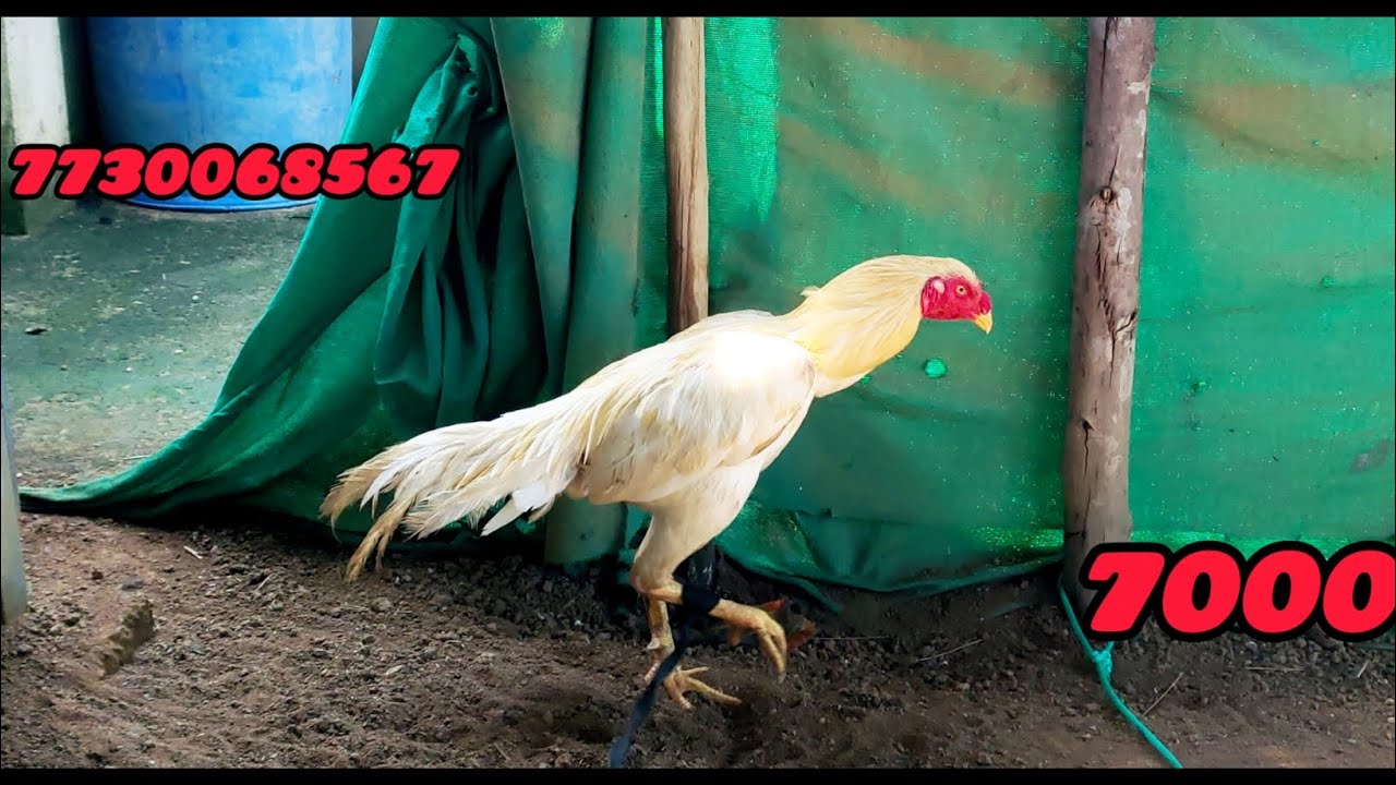 sethuva punju for sale #7000#7730068567#aseelmurga #aseels 